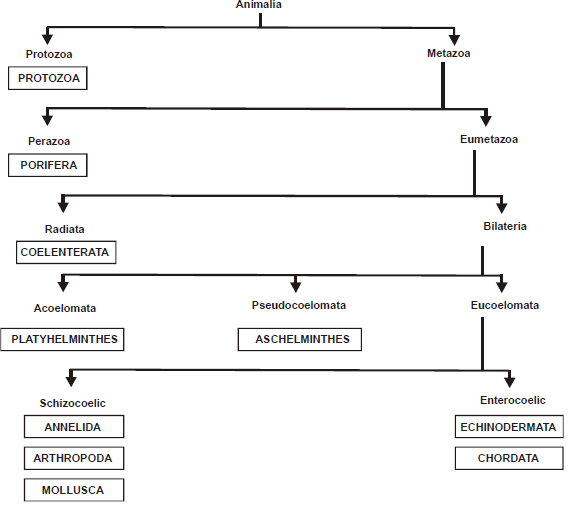 1537_animal classification1.png